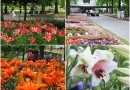 「とっとり花回廊」でユリの花が見頃を迎えています♪ 「とっとり花回廊」でユリの花が見頃を迎えています♪
